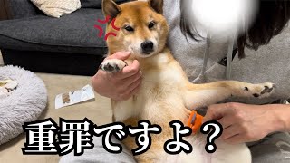 【換毛期】大事な毛を取られまいと必死な柴犬が可愛い