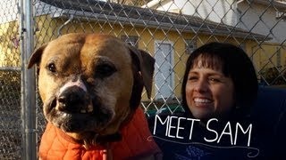 Bulletproof Sam, Rescued From Dogfighting