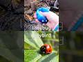 Kids Learn | Bug Insect Names: Ladybug Wasp Centipede Katydid Snail