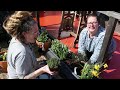 Planting herbs at KindaSock, Cambridge