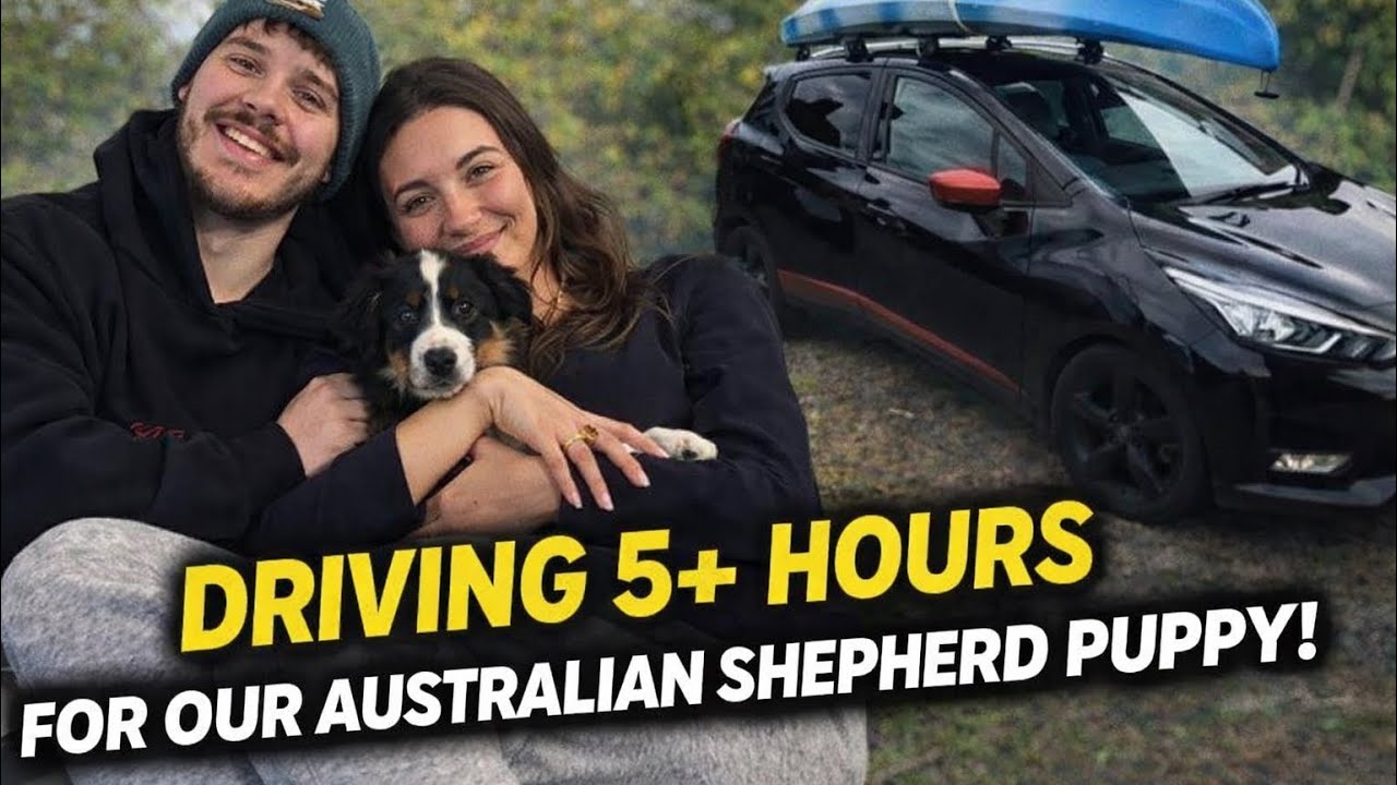 DRIVING 5+ HOURS FOR OUR AUSTRALIAN SHEPHERD PUPPY!