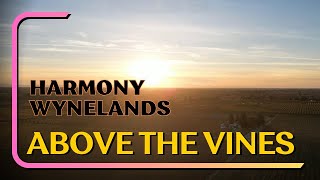 Harmony Wynelands | Above The Vines | Lodi Wine Region Fall 2023 4k