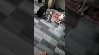new born baby.pets.asking father milk🤣🤣❤️❤️❤️