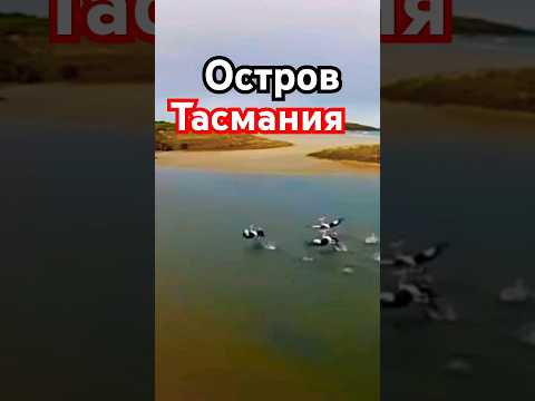 Остров Тасмания!! Уникальная