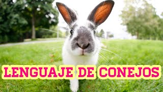 EL LENGUAJE DE LOS CONEJOS|The language of rabbits