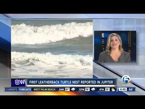 Loggerhead Marinelife Center biologists record first turtle nest of season