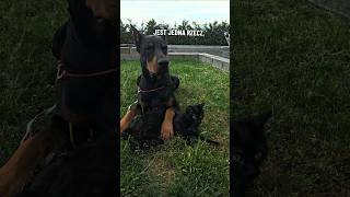 Doberman vs koteczek