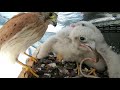 Kestrel Chicks Day 18  -  29th December 2020