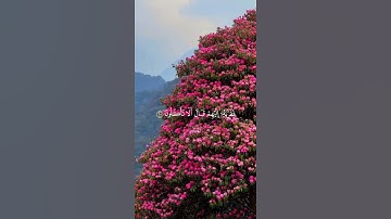 ما تيسر من سورة   طه