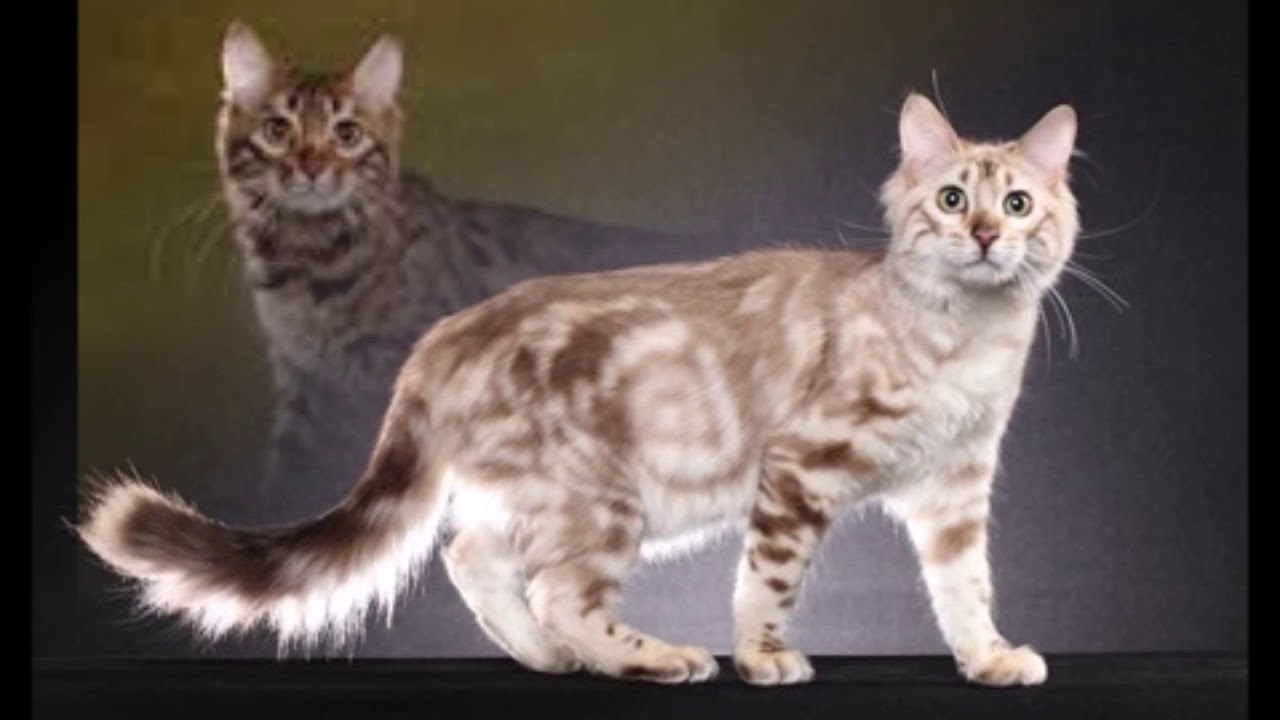 long haired bengal kittens