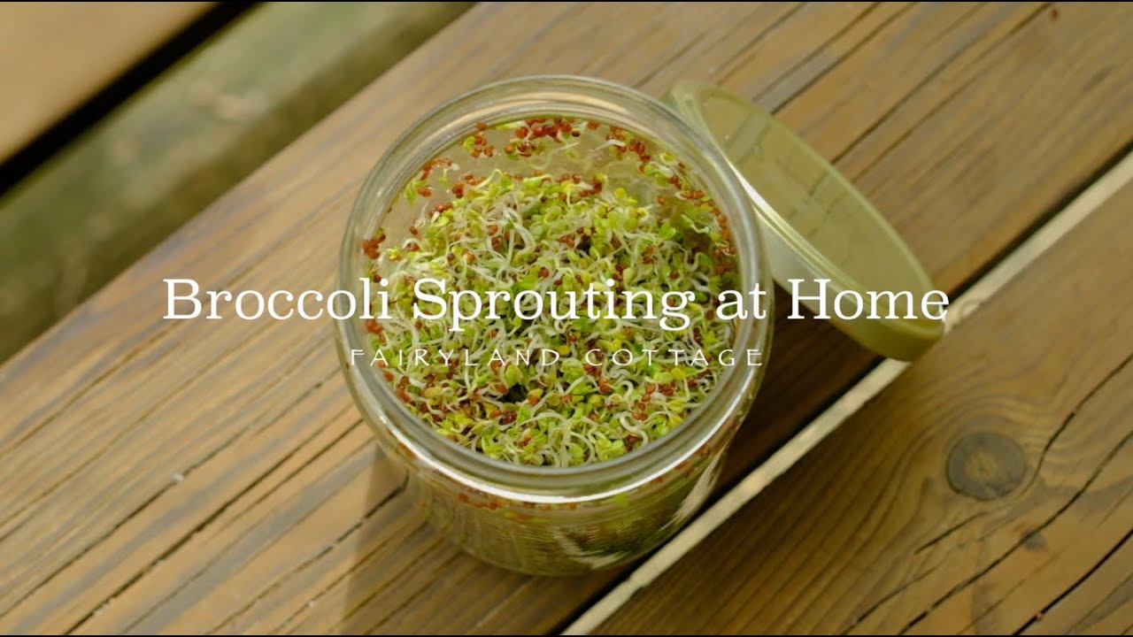 Broccoli Sprouting at Home YouTube