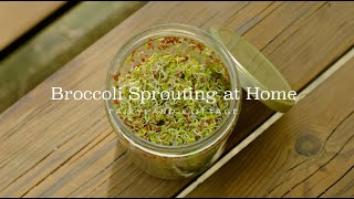 Broccoli Sprouting at Home