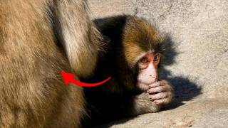 Punch thought He was in trouble, but then THIS happened!