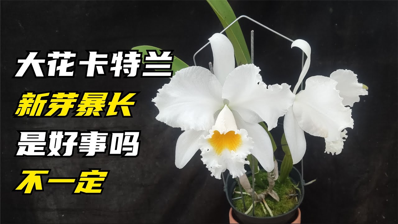 306 大花嘉德丽亚兰新芽暴长就一定是好事情吗？不一定，要看情况