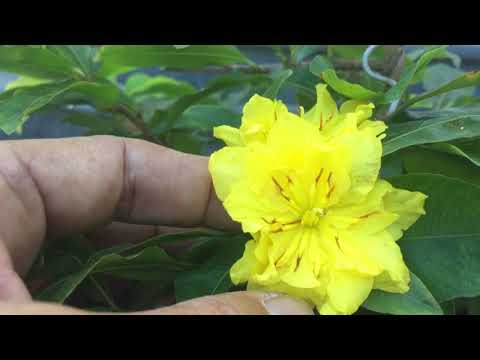 Video BỔ SUNG CÁCH XỬ LÝ MAI CÚC (150 CÁNH ) CÓ THỂ GIẢM... - youtube
