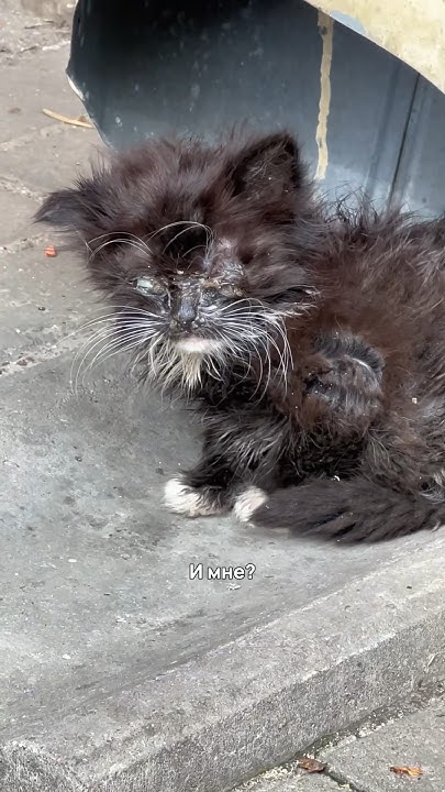 Сегодня ровно 2 года как мы спасли Кисадилью💔#кошка #спасение #тренды # ...