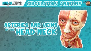 Circulatory System | Arteries & Veins of the Head & Neck | Head Model