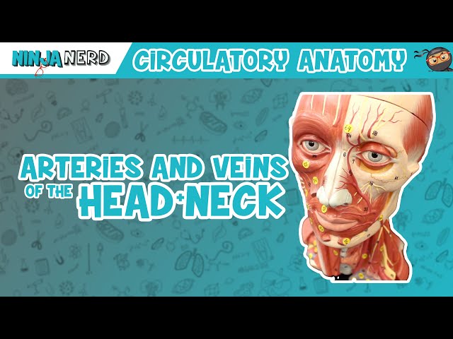 1.0 Exposed Neck Blood Vessels (For Headless)