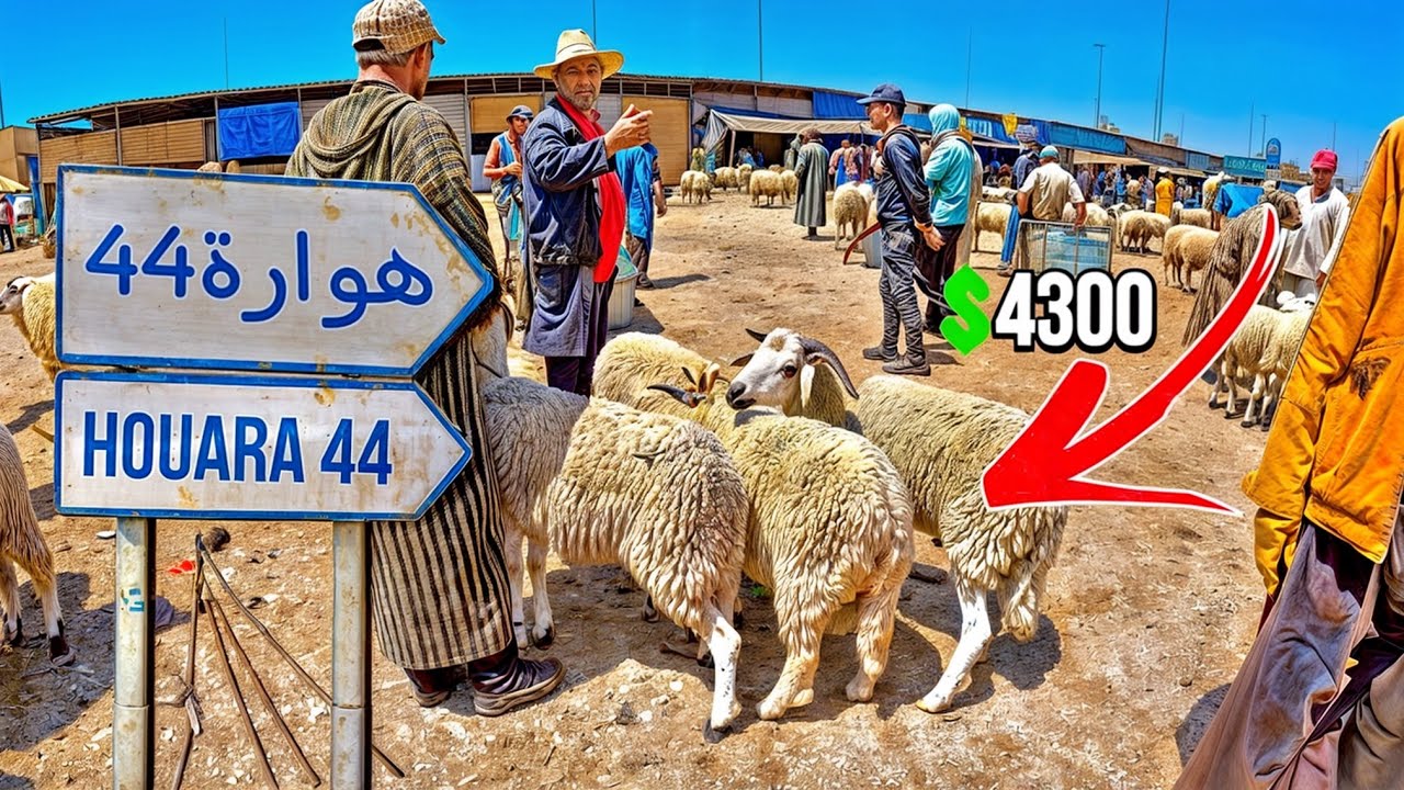 جولة في الأسواق الأسبوعية وهذا سوق الخميس هوارة أولاد تايمة الخير موجود الحمد الله