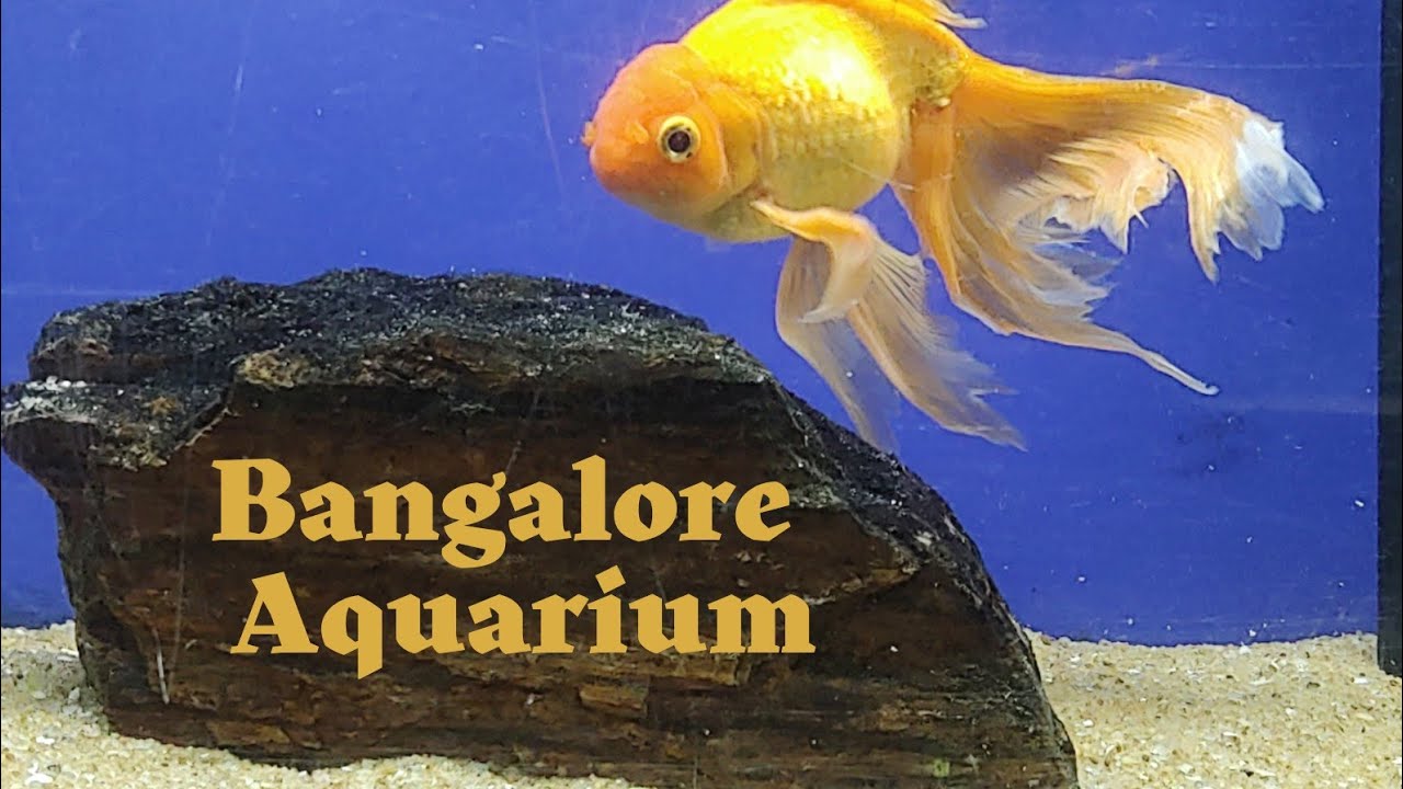 Bangalore Aquarium 2025 | Government aquarium Bangalore Cubbon Park