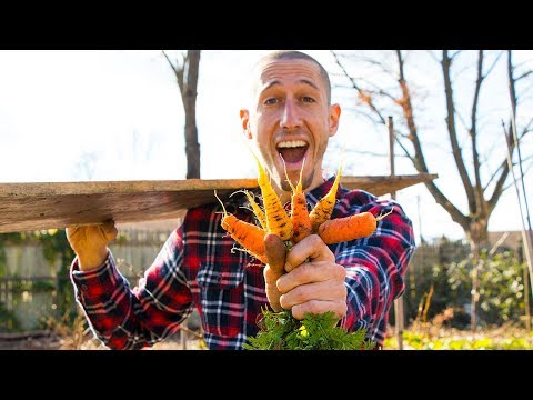 Video: Goeie wortelsaad: die mening van tuiniers