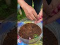 Menanam bawang merah di galon bekas