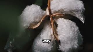 Revolutionizing Cotton: Galy's Innovative Lab Grown Cotton