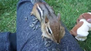 Chipmunk Becomes Friends With Dog