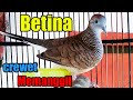 Perkutut Betina Memanggil Jantan Terapi Pancingan Mp3 - Mp4 Download
