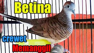 Download Lagu PERKUTUT BETINA MEMANGGIL JANTAN. Terapi pancingan. MP3
