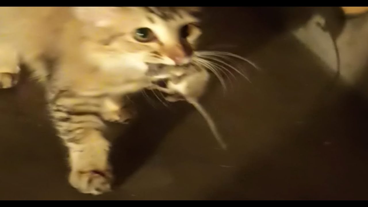 How Cat Catch Rats Cat Vs Rat Cat Kill Rat Cat Hunting Rat how-cat-catch-rats-cat-vs-rat-cat-kill-rat-cat-hunting-rat