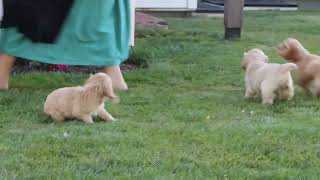 Cocker Spaniel Puppies For Sale