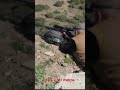 Abate de cabra a 381 metros #alpujarra #cabra #machomontes #tiro larga distancia