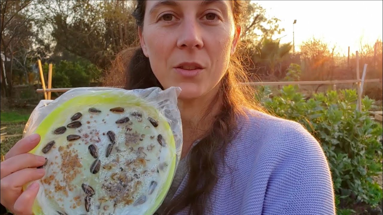 Qué sembrar en Julio - Hemisferio Sur. Tomates y el Jardín para el Verano. Almácigos y Plantines!