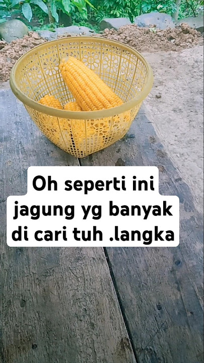 OH SEPERTI INI JAGUNG YG BANYAK DI CARI TUH LANGKA #viralvideo #viralshorts #kuliner
