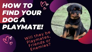 How to Introduce your Puppy to a Playmate