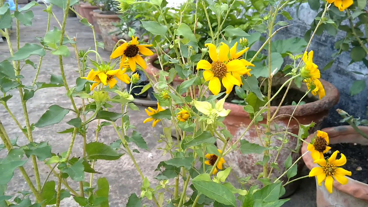 sunflower care pot