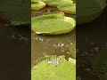 The World’s Biggest Lily Pads – Victoria Amazonica #shorts #shortfact #quickfact #didyouknow
