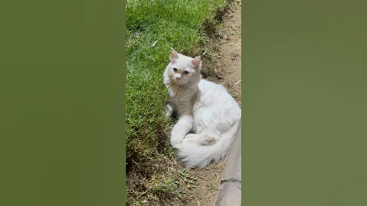 Video 11512771: tabby cat persian, stray cat, cat meowing, white cat, cat food, adorable cats, kitty