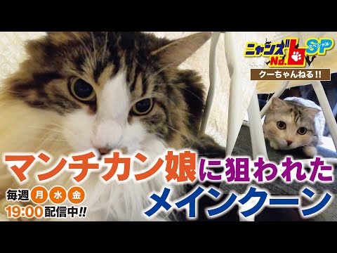 【メインクーン/Maine Coon】マンチカン娘に狙われたメインクーン