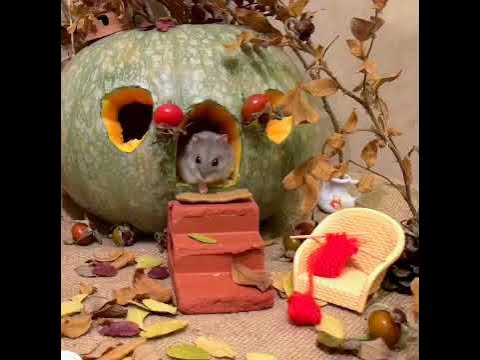 Моя хомячиха Горошинка :) - YouTube