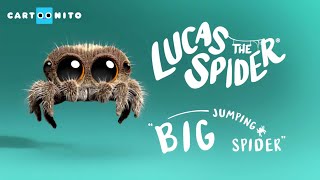 Lucas the Spider  Big Jumping Spider!  Short
