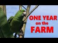 One Year on the Farm! Costa Rica Homesteading Update