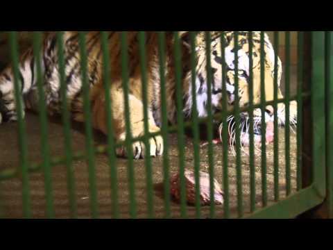 Video: Filadelfijos Zoologijos Sode Esančios Gorilos Išmoko Elgtis Kaip žmogus - Alternatyvus Vaizdas