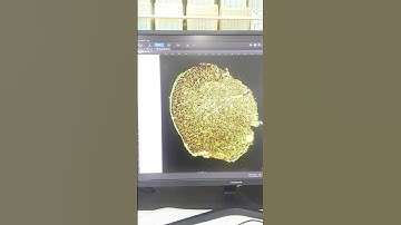 APEXVIEW APX100 Benchtop Fluorescence Microscope