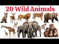 20 जंगल के जंगली जानवरों के नाम | Wild Animals Name in English and Hindi | Kids Learning Video