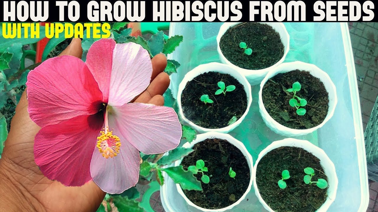 100 Pcs Seeds Colorful Bonsai Hibiscus Flowers Mutabilis Perennial Home Garden N 