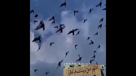 ((واطيعوا الله واطيعوا الرسول)) حالات واتس اب اسلامية || قران كريم بصوت رعد الكردي || مقاطع دينية