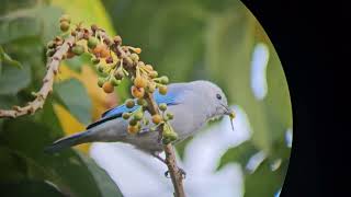 blue gray tanager