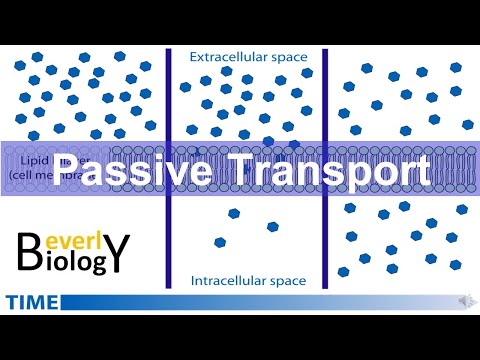 Passive Transport (diffusion